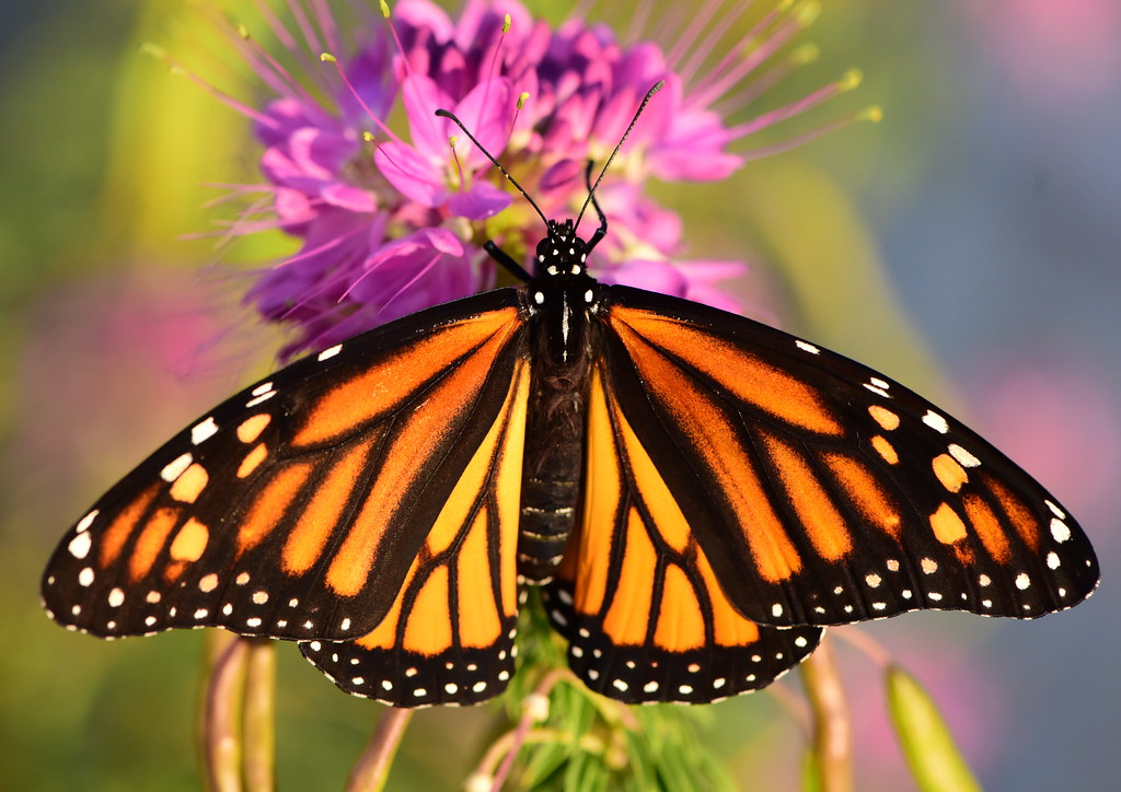 All Categories - Save Our Monarchs