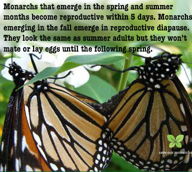 Monarch Butterfly - Facts and Beyond