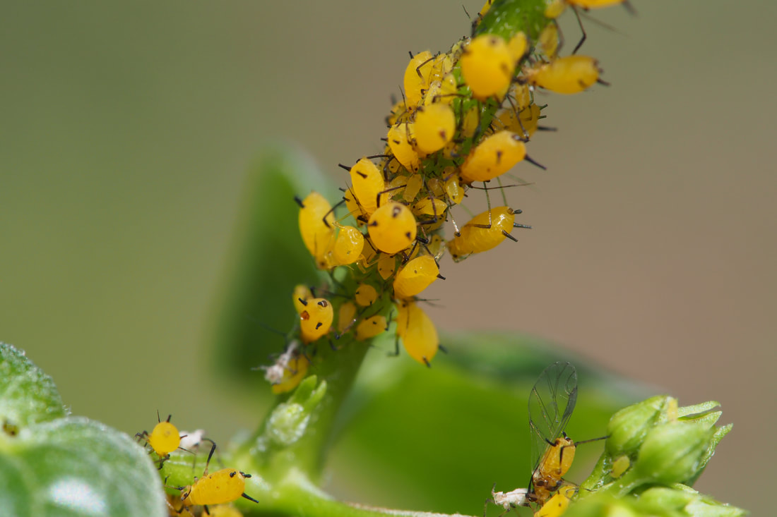 How To Get Rid Of Aphids On Milkweed Save Our Monarchs