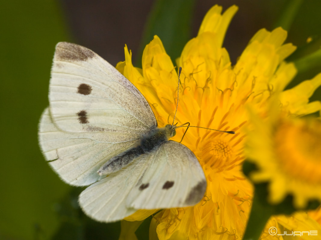 Citizen Science Project Wants YOU to Collect Cabbage White Butterflies