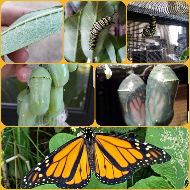 5 Steps to Rearing Monarchs At Home - Save Our Monarchs